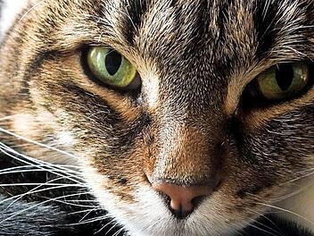 Katze Kitty k&ouml;nnte mit ihren geheimnisvollen Augen bei der Jury punkten. Foto: LT