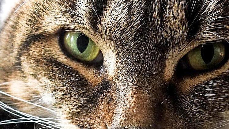 Katze Kitty k&ouml;nnte mit ihren geheimnisvollen Augen bei der Jury punkten. Foto: LT