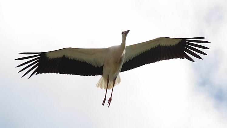 Die Störche in Zahlbach sind schon weitergezogen. Sie waren alle fit. Foto: Christian Fenn