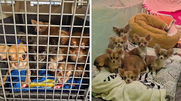 Tierheim N&uuml;rnberg: "N&auml;chste Katastrophe" - 19 Chihuahuas aus Wohnung sichergestellt