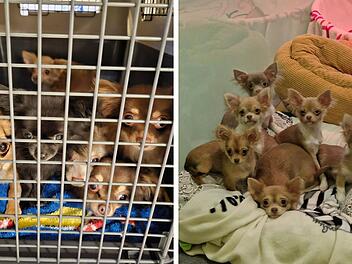 Tierheim Nürnberg: "Nächste Katastrophe" - 19 Chihuahuas aus Wohnung sichergestellt