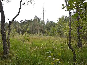 Folgen noch weitere so trockene Jahre wie 2018 und '19, könnte das Rottenbacher Moor als wertvoller Lebensraum verloren gehen. Foto: Rainer Lutz