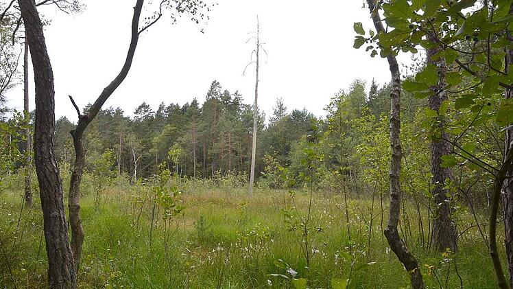 Folgen noch weitere so trockene Jahre wie 2018 und '19, könnte das Rottenbacher Moor als wertvoller Lebensraum verloren gehen. Foto: Rainer Lutz