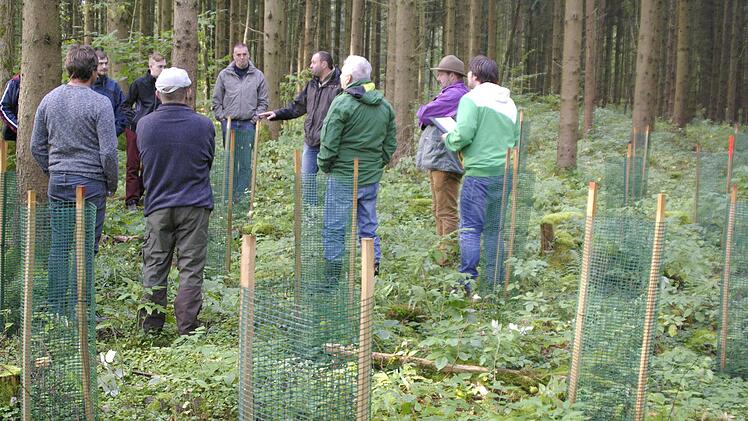 Ohne Einzelschutzmaßnahmen und Zäune kann kein Umbau des Waldes stattfinden.  Foto: Winfried Ehling