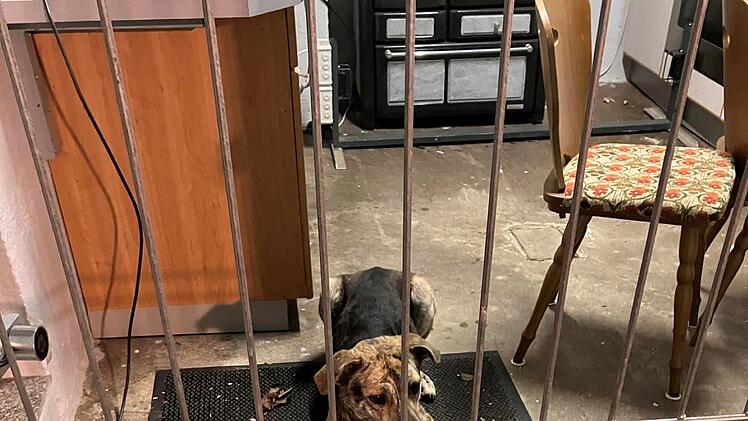 Zapfendorf: Entlaufener Hund Christo nach rund vier Monaten entdeckt - "Happy End"