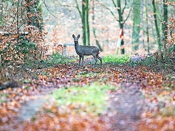 Die Rehe sind es nicht allein, die für Verbissschäden sorgen. Deshalb müsse der Abschussplan, dem diese Schäden zugrunde liegen, auch andere Verursacher berücksichtigen. Das wurde in einem Onlinevortrag zum Thema "Wald und Wild" gefordert.