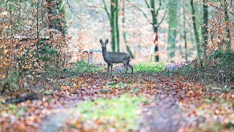 Die Rehe sind es nicht allein, die für Verbissschäden sorgen. Deshalb müsse der Abschussplan, dem diese Schäden zugrunde liegen, auch andere Verursacher berücksichtigen. Das wurde in einem Onlinevortrag zum Thema "Wald und Wild" gefordert.