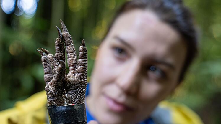 Man könnte meinen, es seien die Füße eines Dinosauriers, doch es sind Kiwifüße.