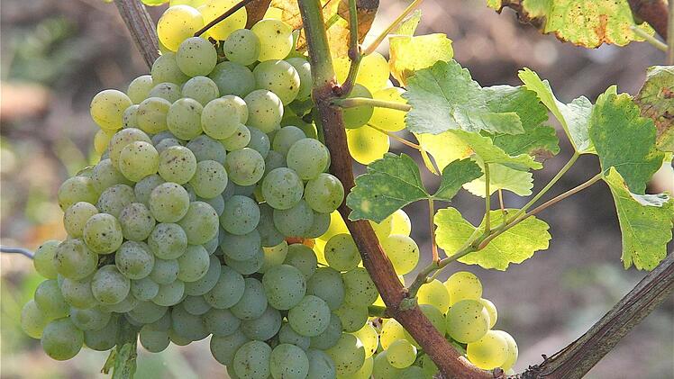 Der Wein spielt in der Hammelburger Marktbeschreibung vor über 1230 Jahren eine untergeordnete Rolle.