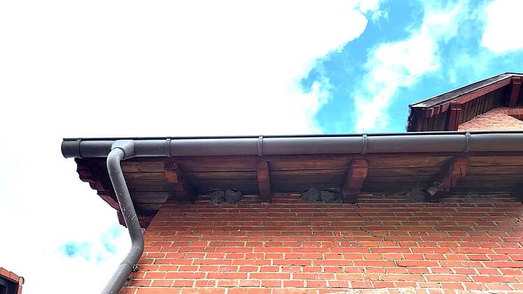 Landkreis Coburg: Mehr als 1.000 Meldungen &uuml;ber seltene Vogelarten - Meldeaufruf des LBV zeigt Wirkung