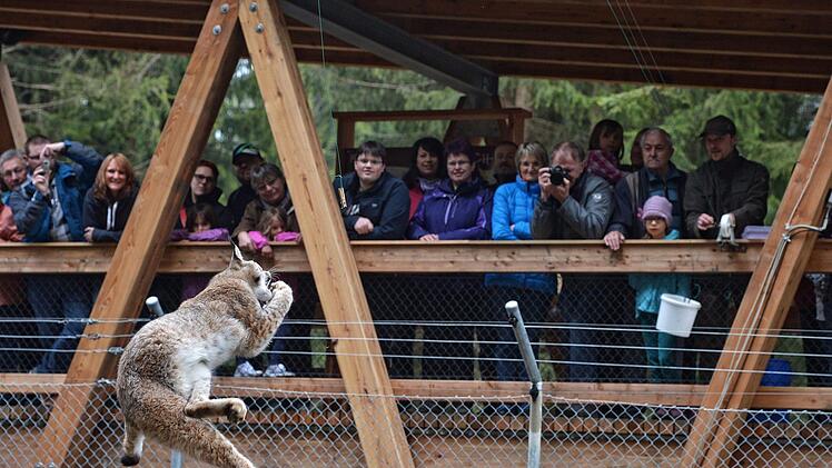 Ein Luchs in Aktion im Wildpark Waldhaus Mehlmeisel.Foto: Florian Miedl