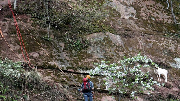 Eine weiße Hausziege steht in einem steilen Steinbruch in einem Naturschutzgebiet auf einem Vorsprung, während sich ein Mitglied der Bergwacht zu ihr abseilt. Foto: Peter Mayer/dpa