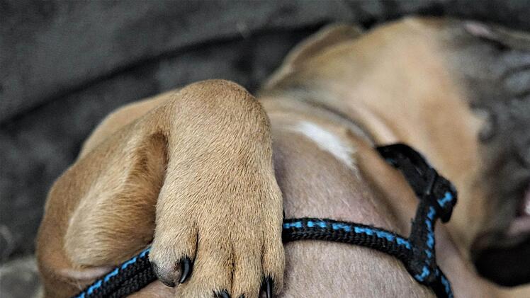 Unter unwürdigen Umständen transportiert: Zu den Tieren, die die Polizisten in einem Auto an der A3 in Unterfranken fanden, gehörten auch fünf französische Bulldoggen-Welpen. Sie langen in Kot und Erbrochenem. Symbolbild: Mylene2401/pixabay.com