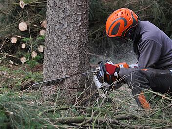 Bad Kissingen: Stadt f&auml;llt mehrere B&auml;ume am Stadtwald - um Verkehr zu sichern