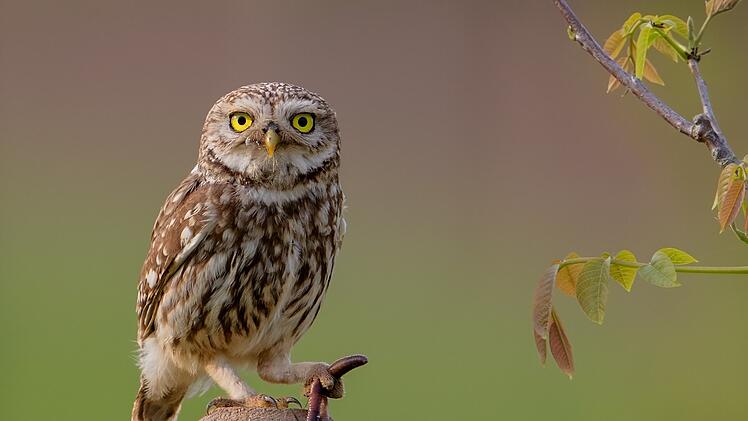 Coburg: Verletzter Steinkauz gesund gepflegt und freigelassen - warum er in Bayern als gef&auml;hrdet gilt
