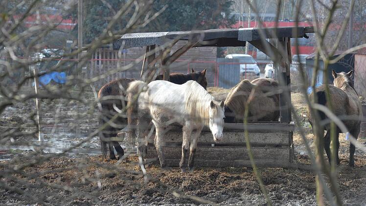Foto: Ronald Rinklef