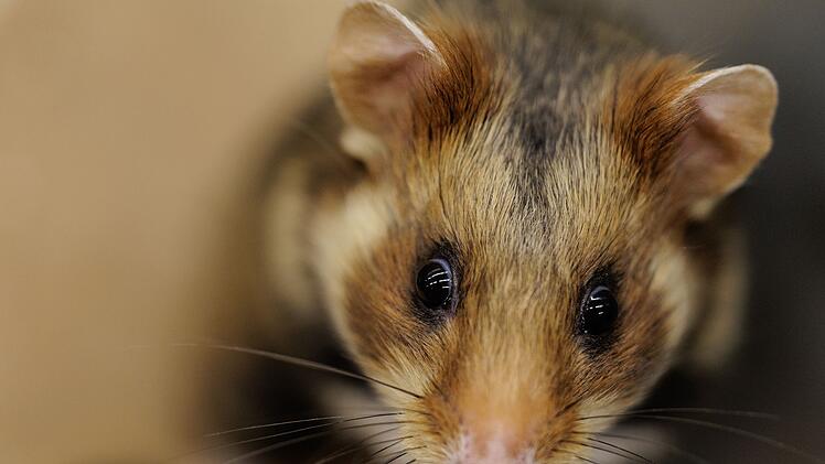 Feldhamster-Nachzucht