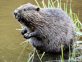 In Bayern leben immer mehr Biber