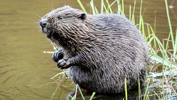 In Bayern leben immer mehr Biber