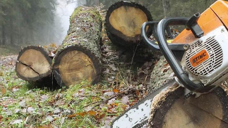 Der Markt Burkardroth muss künftig 21 400 Euro pro Jahr für die Betreuung des Gemeindewalds ausgeben. Die Arbeiten übernimmt weiterhin das Amt für Ernährung, Landwirtschaft und Forsten. Foto: Björn Hein