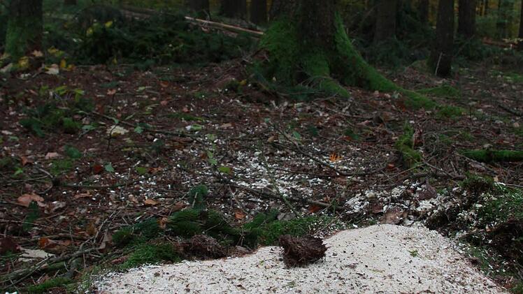 Stadtförster Alexander Maunz erklärt, warum ein Rundumschlag dem Wald neue Kraft verleiht und warum Kroatien für den Kissinger "Wald der Zukunft" Vorbild sein kann. Foto: Carmen Schmitt