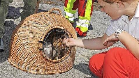 Tierrettung spielte bei den Einsätzen eine große Rolle.