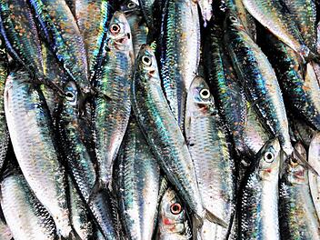 Das Fischgeruch-Syndrom ist eine Stoffwechselkrankheit, bei der Betroffene eine unangenehm riechende Substanz in ihrem Schweiß absondern. Symbolfoto: pasja1000/Pixabay.com