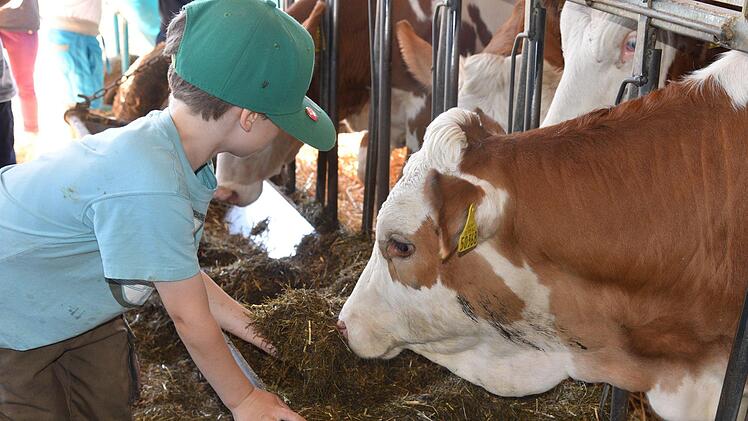 Mit Kuh und Kälbchen ganz auf Tuchfühlung gingen die Kinder bei dem Kindertag auf dem Bauernhof der Familie Hoffmann. Foto: Gabi Arnold