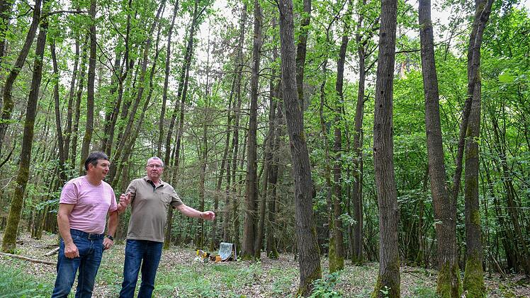 Klaus Dörnbrack (rechts) mit seinem Freund Karl-Heinzs Schwarm an der Stelle im Burgebracher Wald, an der sie von einem Hornissenschwarm  angegriffen worden waren.Ronald Rinklef