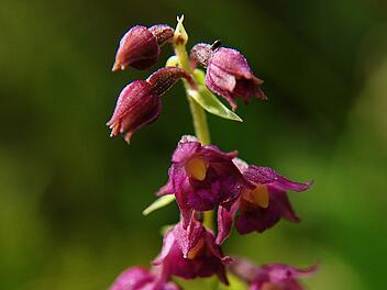 Im Norddeutschland wird die Braunrote Stendelwurz zuweilen liebevoll "Strand-Vanille" genannt, was auf ihren Vanilleduft hinweist.