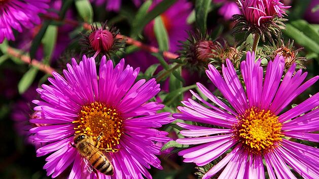 Der Balkon wird herbstlich: nachhaltige insektenfreundliche Bepflanzung