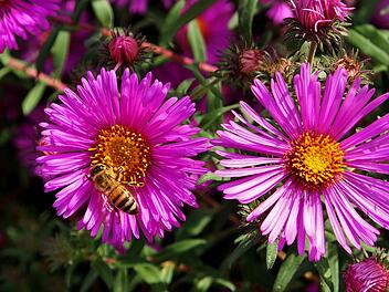 Der Balkon wird herbstlich: nachhaltige insektenfreundliche Bepflanzung