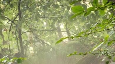 250 Einsatzkräfte waren im Einsatz. Foto: KFV Forchheim