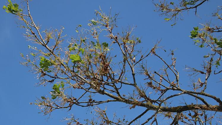 Die Schädlinge haben das meiste Blattwerk der Eichen bereits aufgefressen.Matthias Einwag