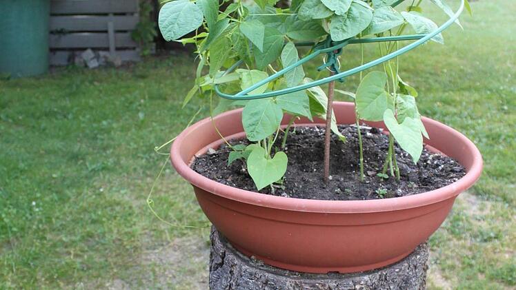 Pflanzschale auf Baumstumpf als eigenwillige Hochbeet-Variante mit bequem zu erntenden Buschbohnen Popp