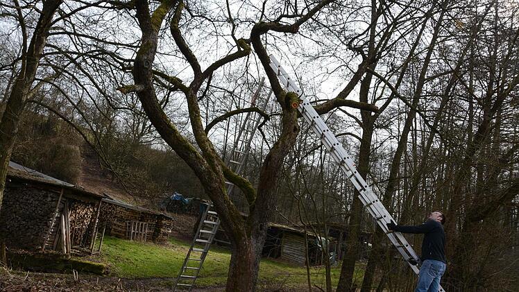 Hoch hinauf geht es bei alten Obstbäumen, aber auch die brauchen ab und zu einen Baumschnitt.  Foto: Elisabeth Assmann
