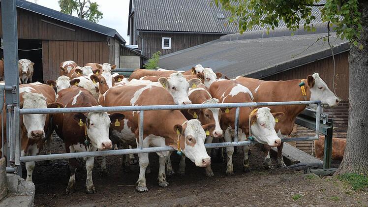 Die Kühe warten darauf, auf die Weide gelassen zu werden.  Foto: Ronald Rinklef