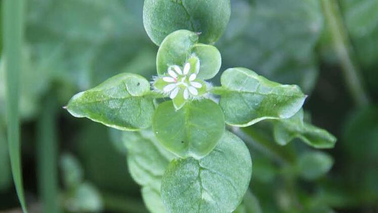 Vogelmyrrhe: Die Vogelmyrrhe hat viel Vitamin C und schmeckt leicht nach frischem Mais, was gut zu Salat passt. Die Pflanze kann auch zum Färben von grünen Spätzle oder Nudeln verwendet werden.