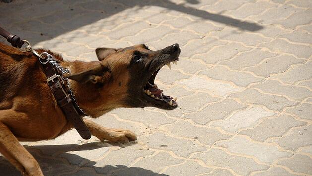 Ein aggressiver Hund, der bei einem Supermarkt-Fahrradst&auml;nder in einem Ansbacher Stadtteil angebunden war, hat am Montag einen Polizeieinsatz ausgel&ouml;st. Symbolbild: pixabay.com/skeeze