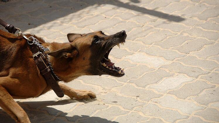Nürnberg: Frau von Hund schwer verletzt - Peta fordert Hundeführerschein