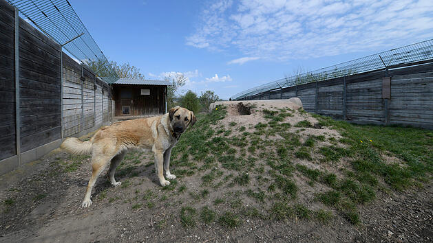Tierheim Bamberg st&ouml;&szlig;t "an Grenzen der Kapazit&auml;t" - Tierschutzbund bef&uuml;rchtet Kollaps