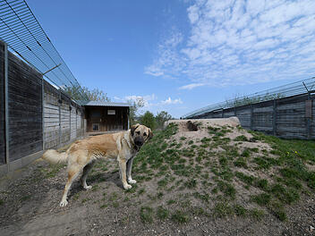 Tierheim Bamberg stößt "an Grenzen der Kapazität" - Tierschutzbund befürchtet Kollaps