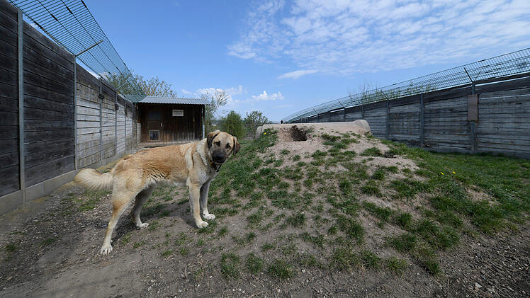 Tierheim Bamberg stößt "an Grenzen der Kapazität" - Tierschutzbund befürchtet Kollaps