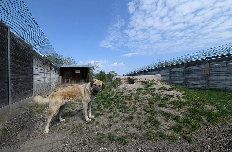 Tierheim Bamberg stößt "an Grenzen der Kapazität" - Tierschutzbund befürchtet Kollaps