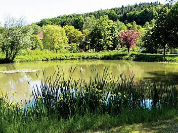 Der Stettfelder Dorfsee ist zwar idyllisch, aber nicht wirklich nutzbar. Die Gemeinde will sichere Flachwasserzonen einrichten und Areale, mit deren Hilfe man leichter in den See gehen kann. Das i-Tüpfelchen wäre eine Holzplattform, aber darüber gehen die Meinungen noch auseinander. Würde man diese Plattform einsparen, könnte man vielleicht die Pfarrscheune herrichten, hieß es bei dem Bürgergespräch.  Fotos: Christian Ziegler