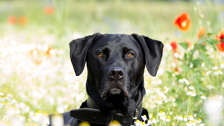 Der Labrador Retriever ist eine der fünf beliebtesten Hunderassen in Deutschland.