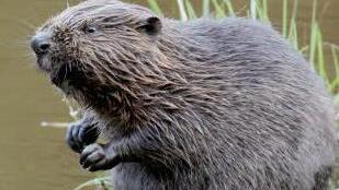 Dieser Biber lebt nicht in Coburg - das Foto stammt aus unserem Archiv.