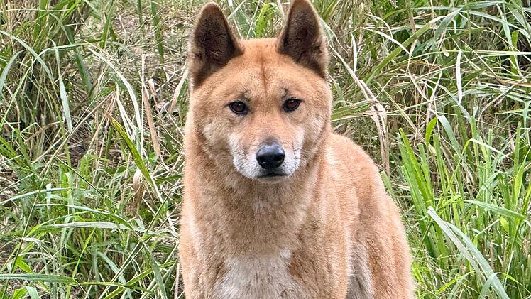 Dingo in Australien