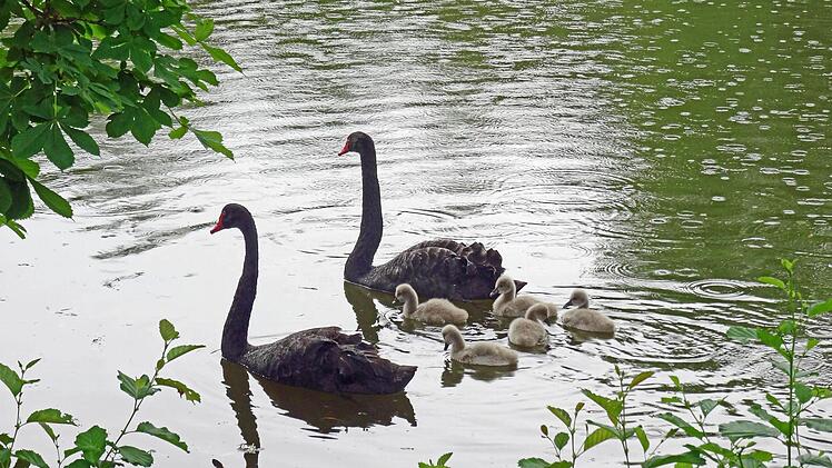 Die schwarzen Rosenau-Schwäne mit ihrem NachwuchsFoto: Jochen Berger