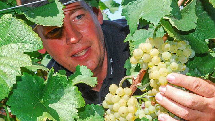 Winzer Roger Nüßlein aus Zeil ist sehr zufrieden: Die reifen Trauben, hier von der Rebsorte Scheurebe, lassen auf einen großartigen Wein-Jahrgang 2018 hoffen. Fotos: Günter Flegel